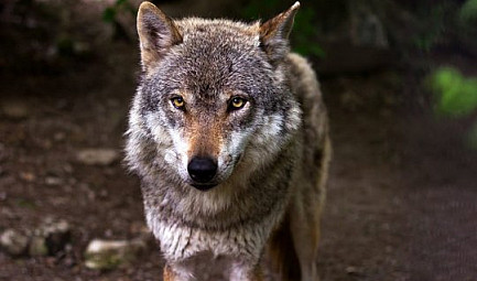 Résolution européenne sur les grands prédateurs : bientôt plus de loups en France ?